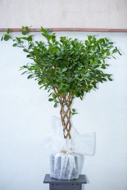 Örgülü Ficus