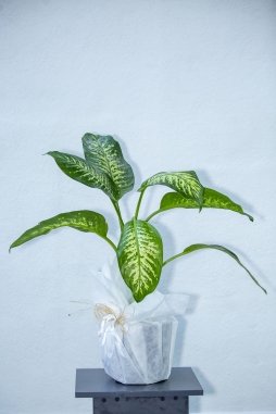 Dieffenbachia Orta Boy