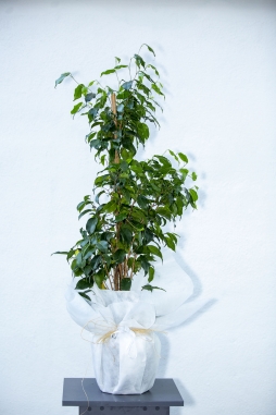 Ficus Benjamin OrtaBoy