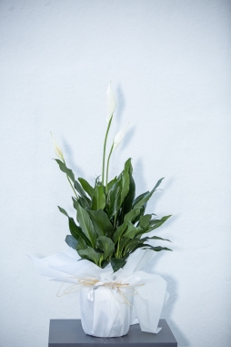 Spathiphyllum OrtaBoy