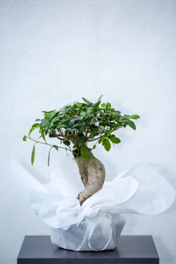 BonsaiFicus OrtaBoy
