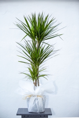 Dracena Margarita Üçlü