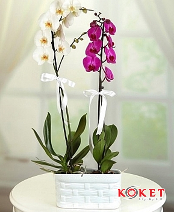 Pembe Beyaz Orkide