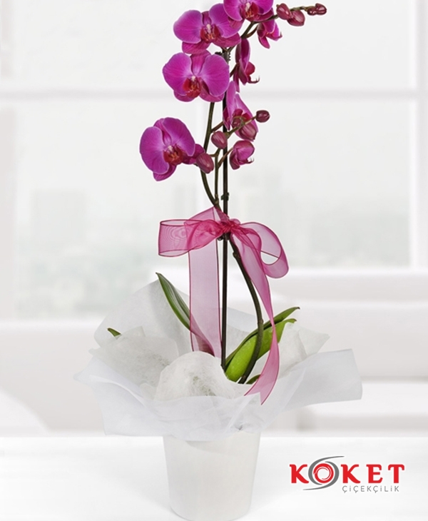 Tek Dal Mor Orkide