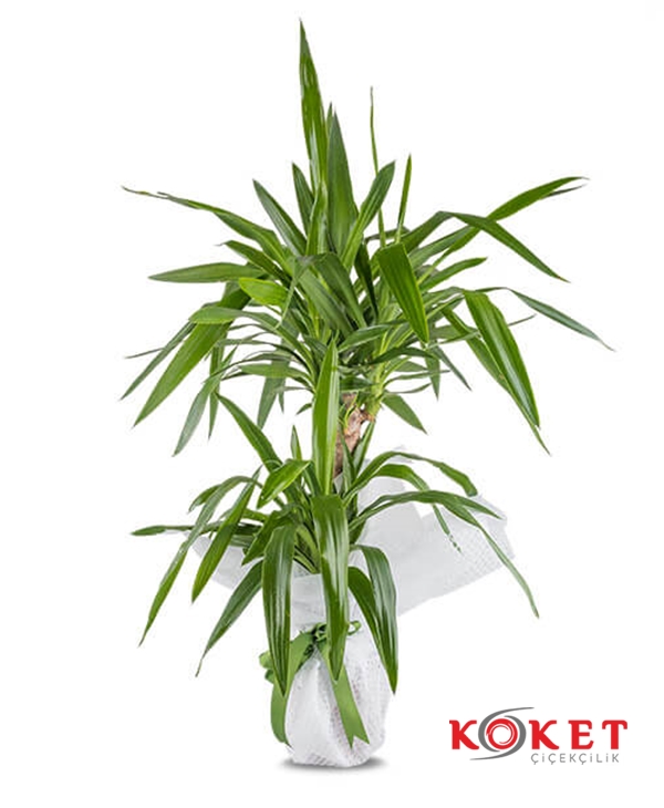 2 li Yucca 